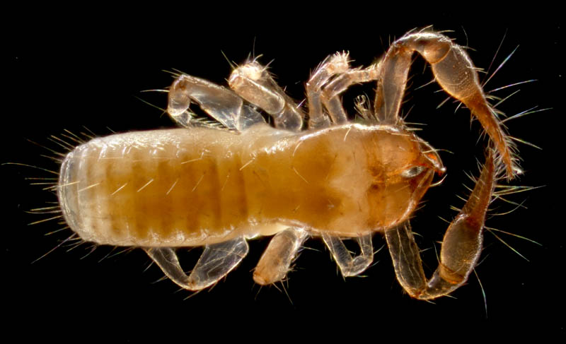 ニホンカブトツチカニムシ (Mundochthonius japonicus)