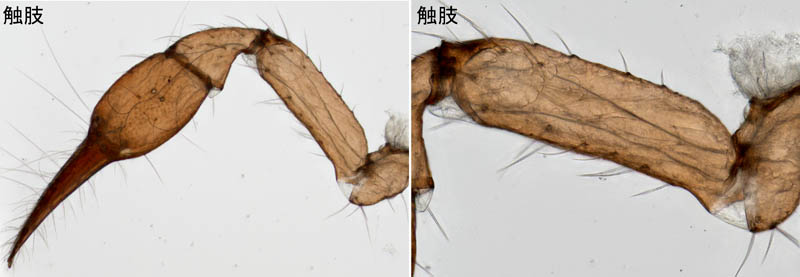 ニホンカブトツチカニムシ (Mundochthonius japonicus)