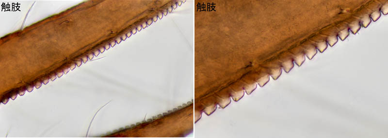 ニホンカブトツチカニムシ (Mundochthonius japonicus)