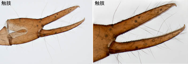 ニホンカブトツチカニムシ (Mundochthonius japonicus)