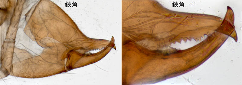 ニホンカブトツチカニムシ (Mundochthonius japonicus)