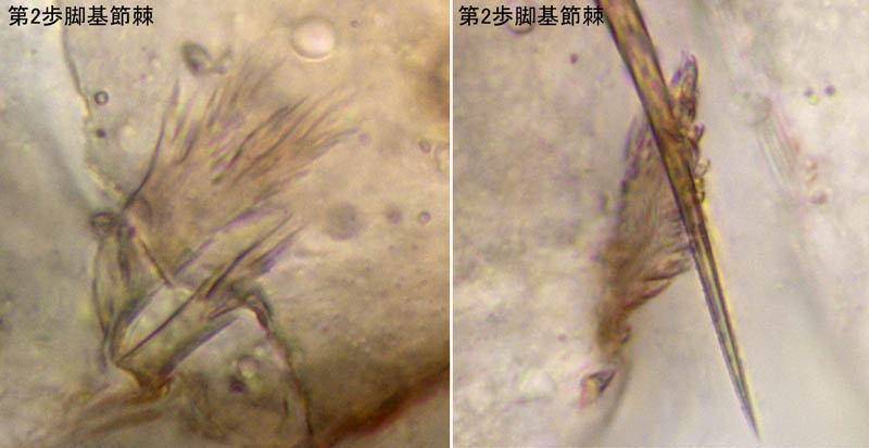 ニホンカブトツチカニムシ (Mundochthonius japonicus)