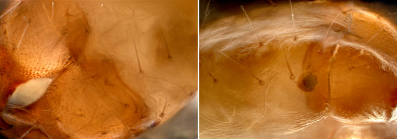 ニホンカブトツチカニムシ (Mundochthonius japonicus)