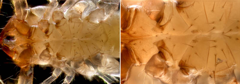 ニホンカブトツチカニムシ (Mundochthonius japonicus)