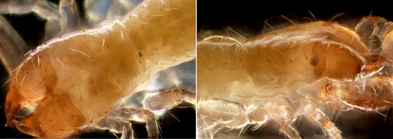 ニホンカブトツチカニムシ (Mundochthonius japonicus)