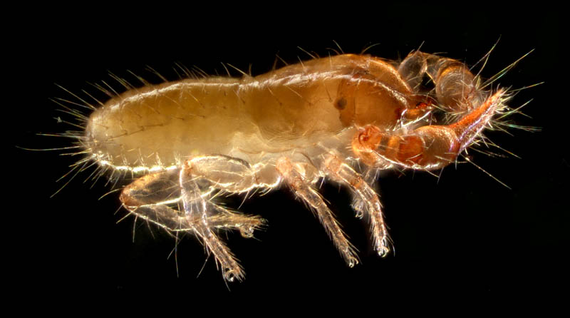 ニホンカブトツチカニムシ (Mundochthonius japonicus)