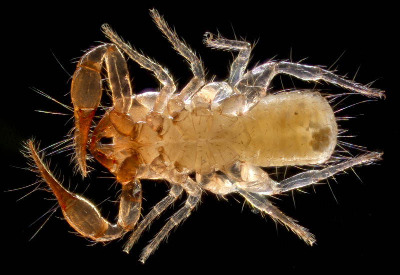 ニホンカブトツチカニムシ (Mundochthonius japonicus)