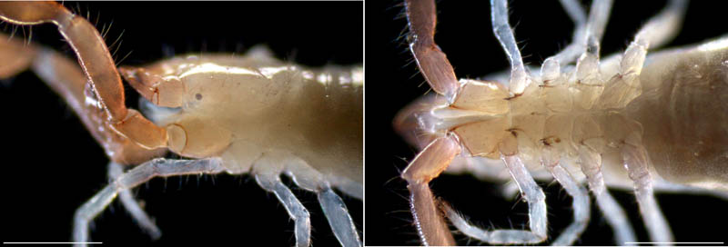 カニムシ目の1種