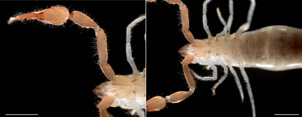 カニムシ目の1種