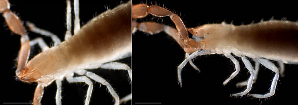 カニムシ目の1種