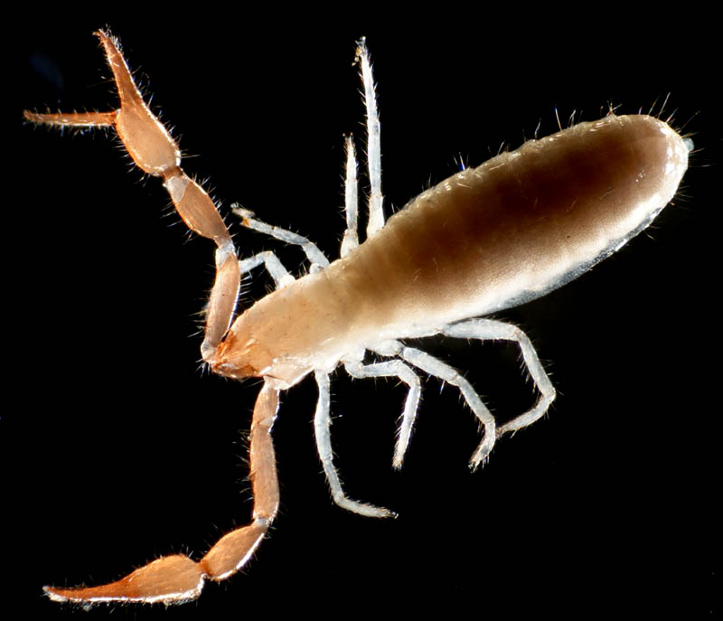 カニムシ目の1種