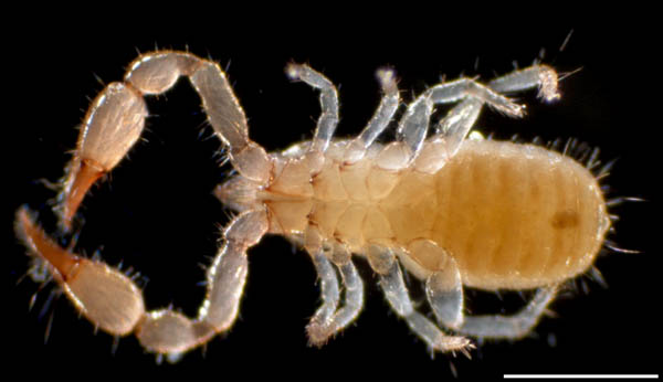 カニムシ目の1種