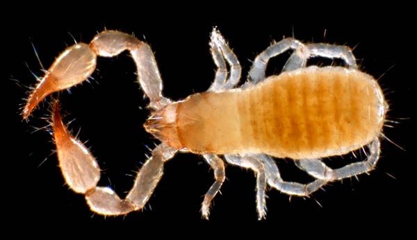 カニムシ目の1種