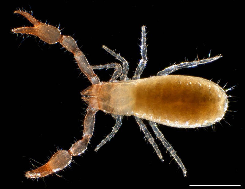 カニムシ目の1種