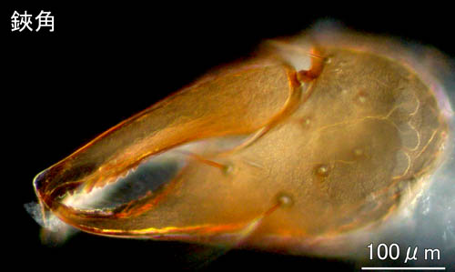 カニムシ目の1種