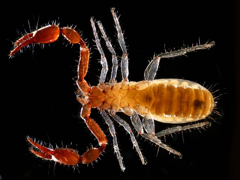 カニムシ目の1種