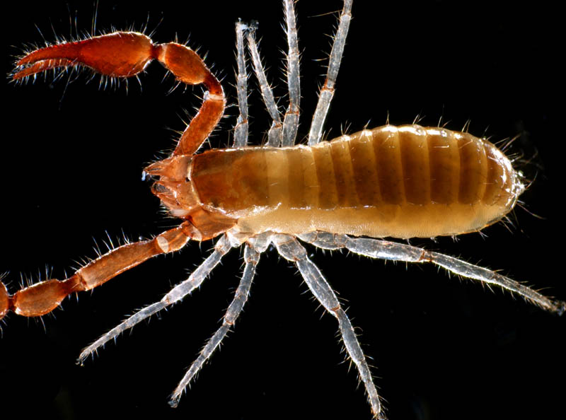 カニムシ目の1種
