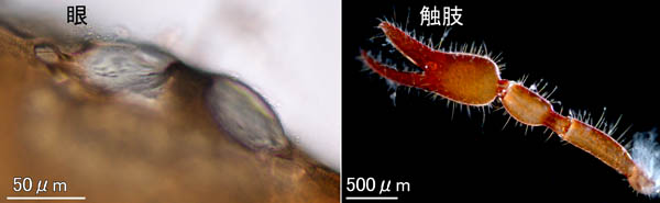 カニムシ目の1種