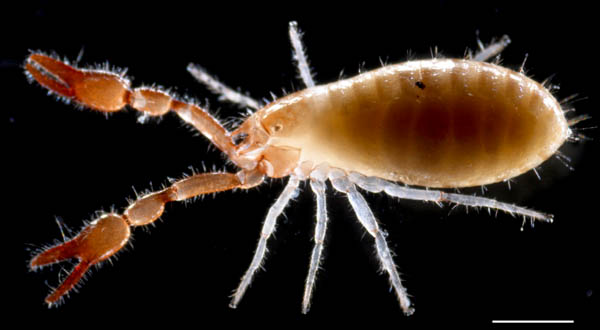 カニムシ目の1種