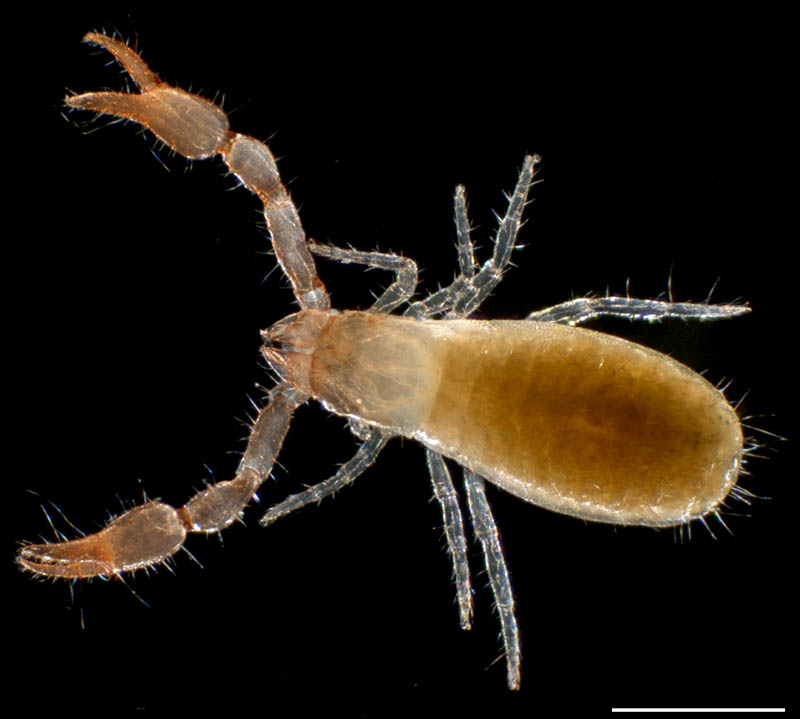 カニムシ目の1種