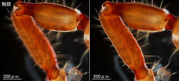 カニムシ目の1種