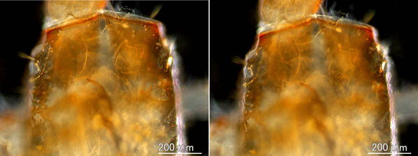カニムシ目の1種