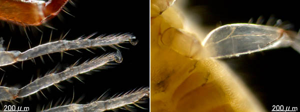 カニムシ目の1種