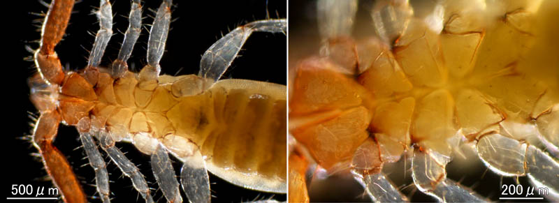 カニムシ目の1種