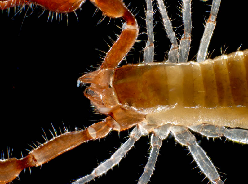 カニムシ目の1種