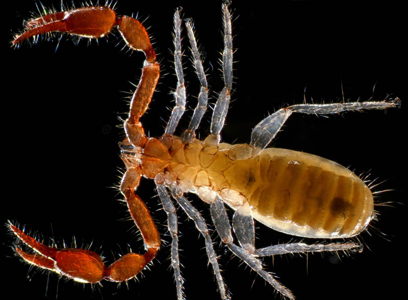 カニムシ目の1種