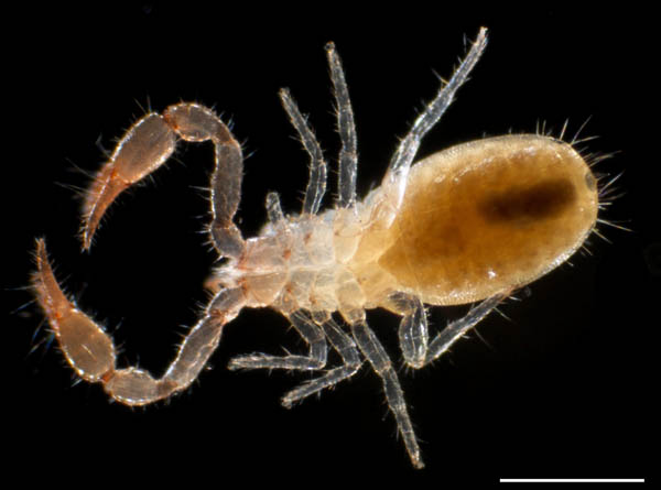 カニムシ目の1種