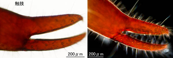 カニムシ目の1種