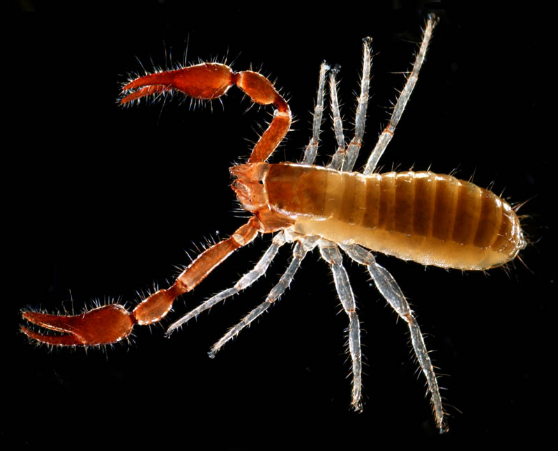 カニムシ目の1種