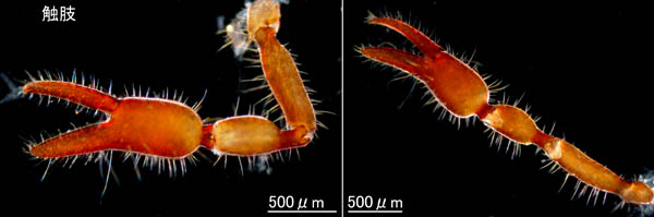 カニムシ目の1種