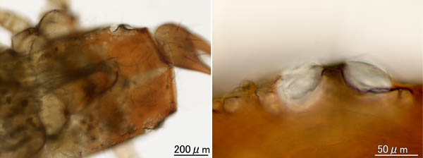 カニムシ目の1種