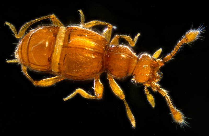 アリヅカムシ亜科の1種 (Pselaphinae gen. sp.）