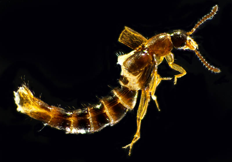 ハネカクシ亜科の1種 (Staphylininae gen. sp.)