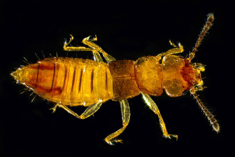 ハネカクシ亜科の1種 (Staphylininae gen. sp.)