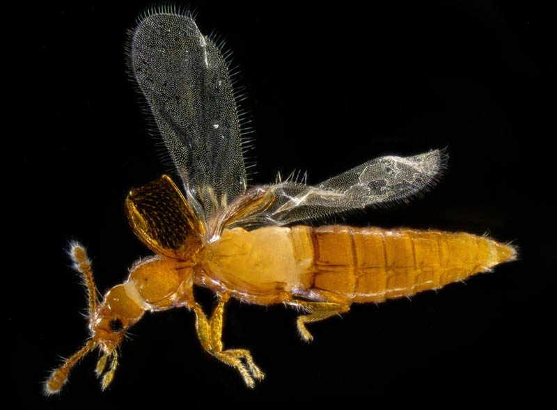 ハネカクシ亜科の1種 (Staphylininae gen. sp.)