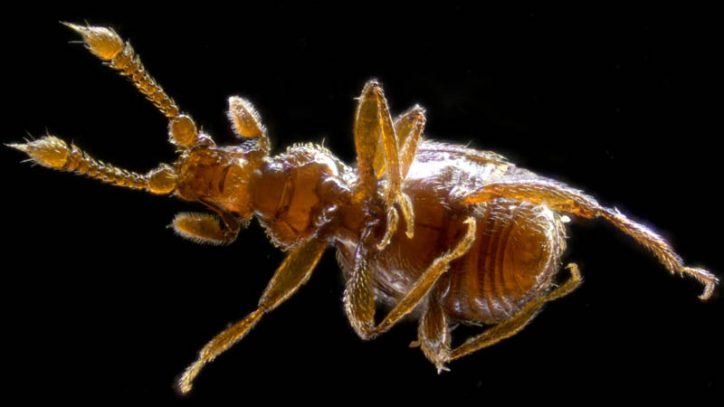 ハネカクシ科の1種 (Staphylinidae gen. sp.)