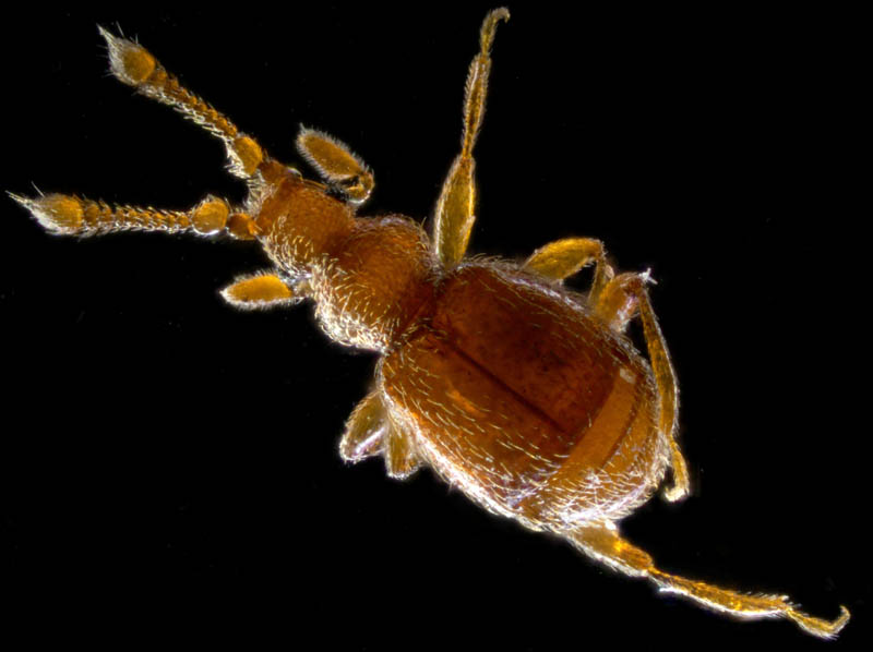 ハネカクシ科の1種 (Staphylinidae gen. sp.)