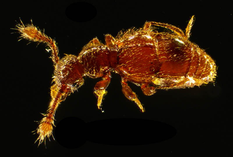 ハネカクシ科の1種 (Staphylinidae gen. sp.)