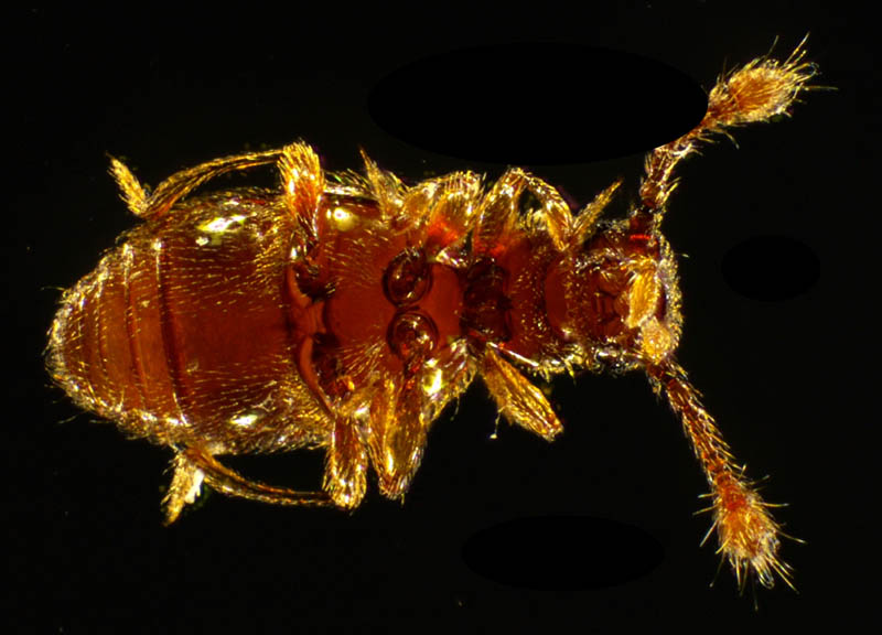 ハネカクシ科の1種 (Staphylinidae gen. sp.)