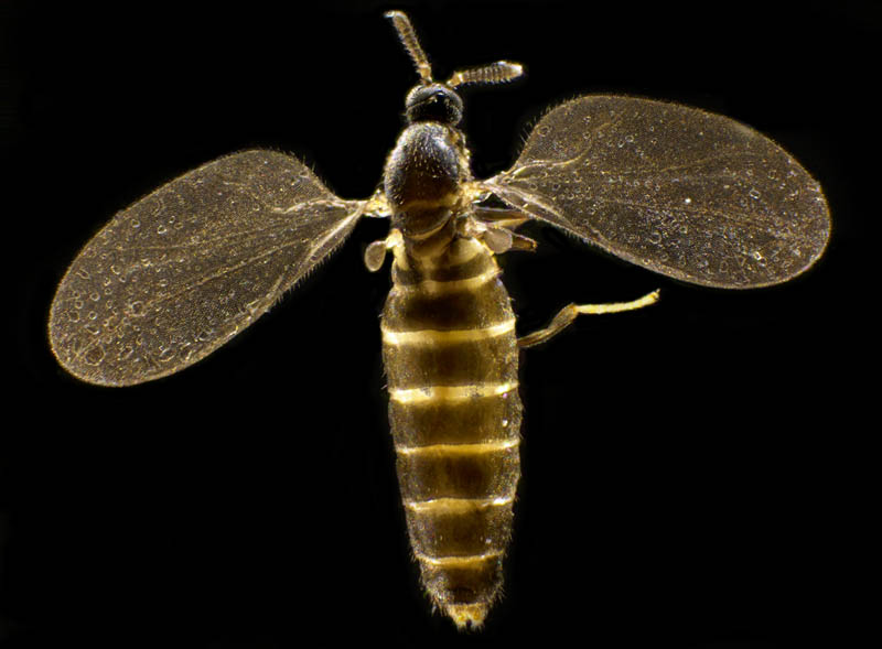 タマバエ科の1種 （Cecidomyiidae gen. sp.）