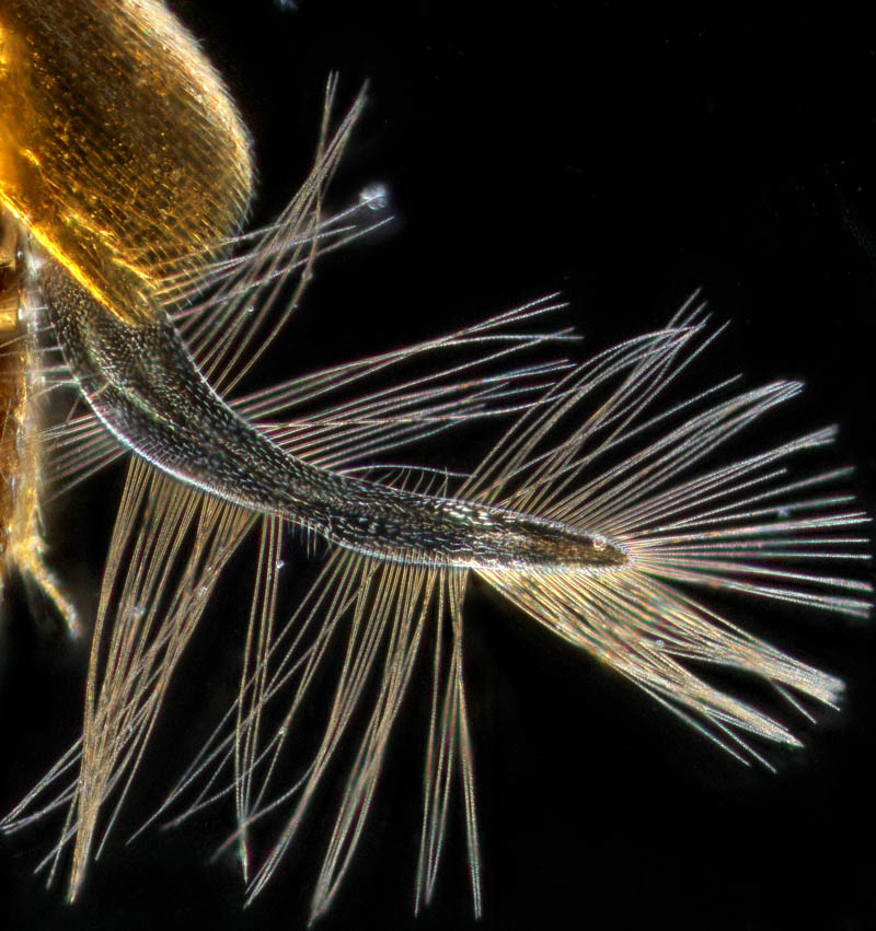 ムクゲキノコムシ科の1種（Ptiliidae gen. sp.）