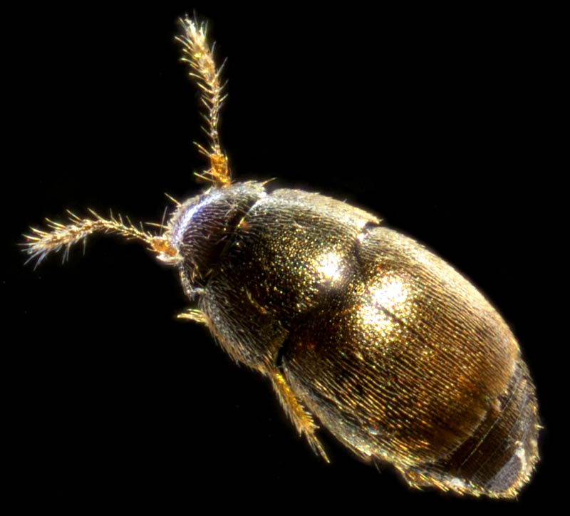 ムクゲキノコムシ科の1種（Ptiliidae gen. sp.）