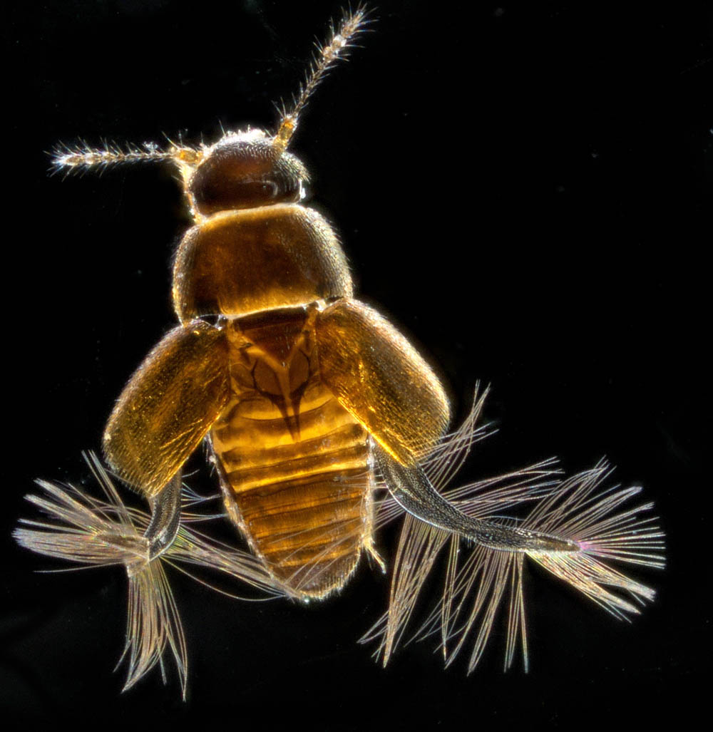 ムクゲキノコムシ科の1種（Ptiliidae gen. sp.）