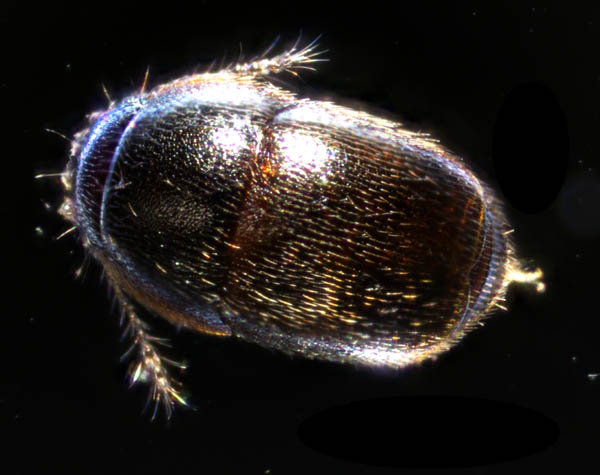 ムクゲキノコムシ科の1種（Ptiliidae gen. sp.）