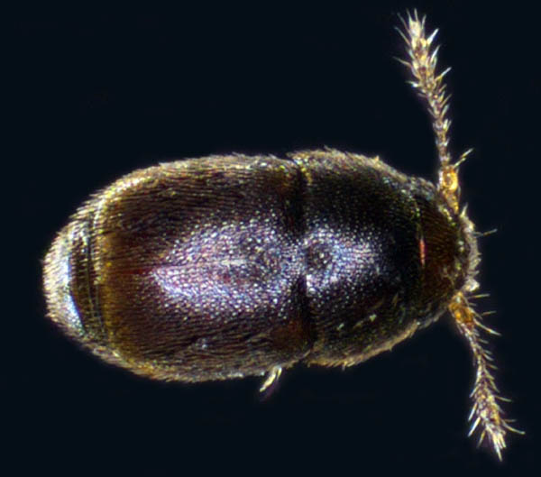 ムクゲキノコムシ科の1種（Ptiliidae gen. sp.）