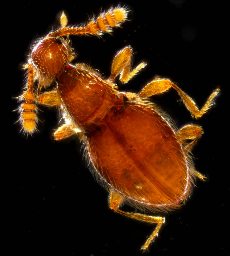 アリモドキ科の1種 （Anthicidae gen. sp.）